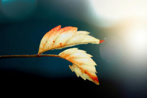 Grief and Loss - Foundational Elements